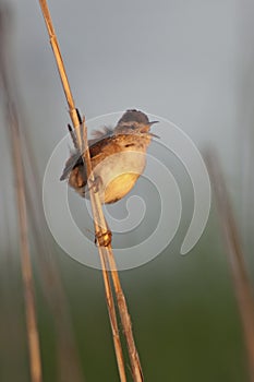 Marsh Wren (Cistothorus palustris)