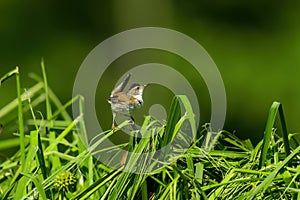 The marsh wren (Cistothorus palustris).