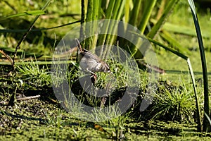 The marsh wren (Cistothorus palustris).