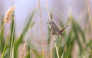 A marsh wren \