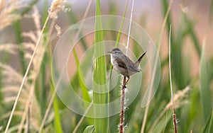 A marsh wren \