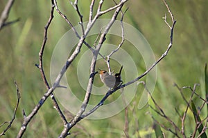 The marsh wren Cistothorus palustris sitting on a tree.