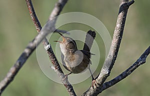 The marsh wren Cistothorus palustris sitting on a tree.