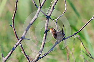 The marsh wren Cistothorus palustris sitting on a tree.