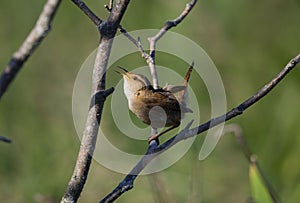 The marsh wren Cistothorus palustris sitting on a tree.