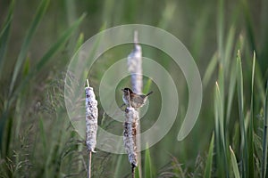 The marsh wren Cistothorus palustris sitting on a tree.