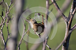 The marsh wren Cistothorus palustris sitting on a tree.