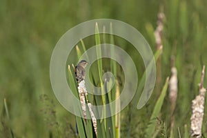 The marsh wren Cistothorus palustris sitting on a tree.