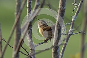 The marsh wren Cistothorus palustris sitting on a tree.