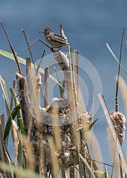 Marsh Wren Cistothorus palustris, Turnbull Wildlife Refuge, W