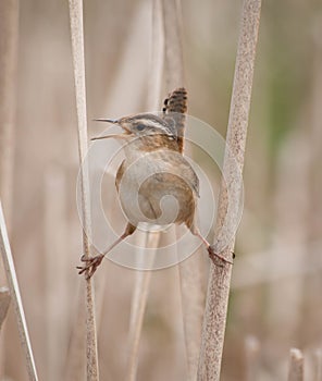 Marsh Wren cistothorus palustris on two reeds and singing