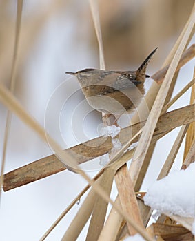 Marsh Wren clings in marsh