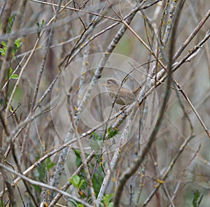 Marsh Wren clings in marsh