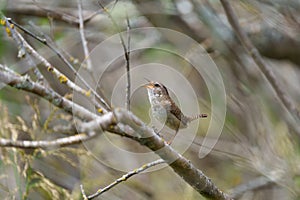 Marsh Wren clings in marsh