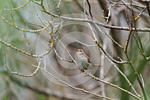 Marsh Wren clings in marsh