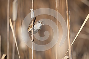 Marsh Wren Perched on a Cattail