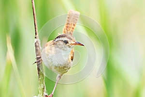 Marsh Wren Perched on a Cattail