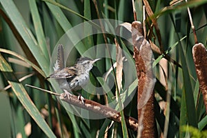 Marsh Wren perched on a cattail in a marsh