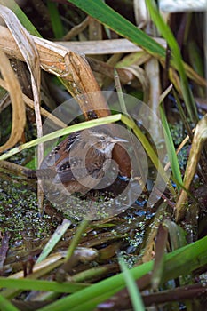 Marsh Wren resting in marsh