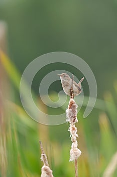 Marsh Wren resting in marsh