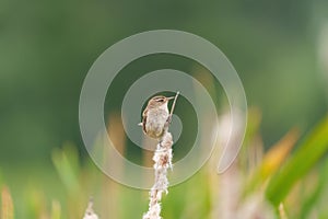 Marsh Wren resting in marsh