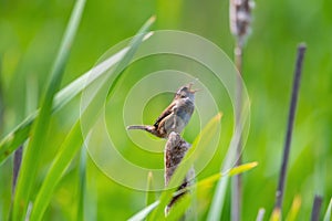 Marsh Wren singing in marsh