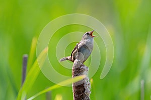Marsh Wren singing in marsh