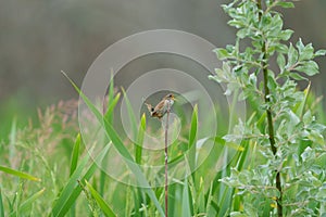 Marsh Wren singing in marsh