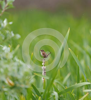 Marsh Wren singing in marsh