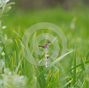 Marsh Wren singing in marsh