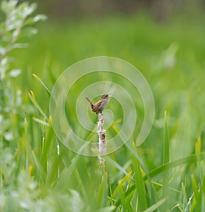 Marsh Wren singing in marsh