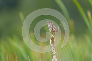 Marsh Wren singing in marsh