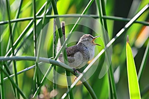 Marsh Wren