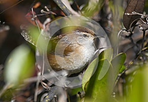 Marsh Wren in swamp scrub in the Okefenokee National Wildlife Refuge, Georgia