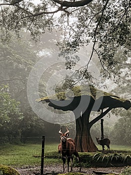 Marshbuck in indonesian protected forest photo