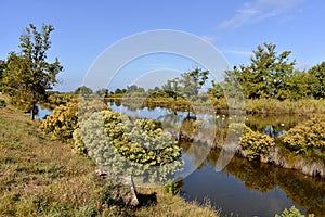 Marshes in the Bay of Arcachon