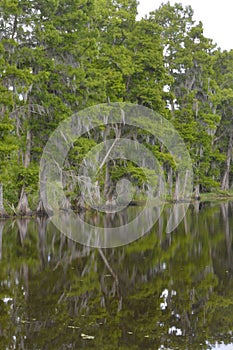 Marshes and Bayous of Louisiana