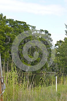 Marshes and Bayous of Louisiana