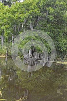 Marshes and Bayous of Louisiana