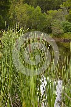 Marshes and Bayous of Louisiana