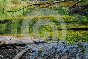 Marshes, bogs, swamps or marshland in the forest by the Oder River in Poland