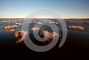 Marshes of Hecla Island in Manitoba photo