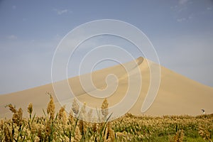 Marshes at oasis in Singing Sand Mountain, Taklamakan Desert, D