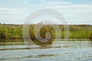 Marshes of Rappahannock River in Virginia