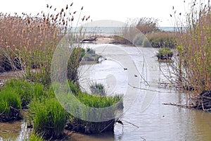 Marshes River Llobregat province of Barcelona photo