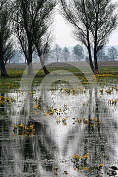 Marshes and trees