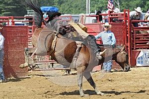 Marshfield, Massachusetts - June 24, 2012: A Rodeo Cowboy Riding A Bareback Bucking Bronco