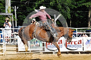 Marshfield, Massachusetts - June 24, 2012: A Rodeo Cowboy Riding A Bucking Bronco