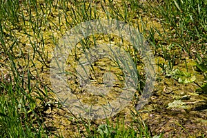 Marshland with algae in standing water