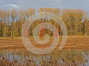 Marshland with colorful autumn trees in in Bourgoyen nature reserve.